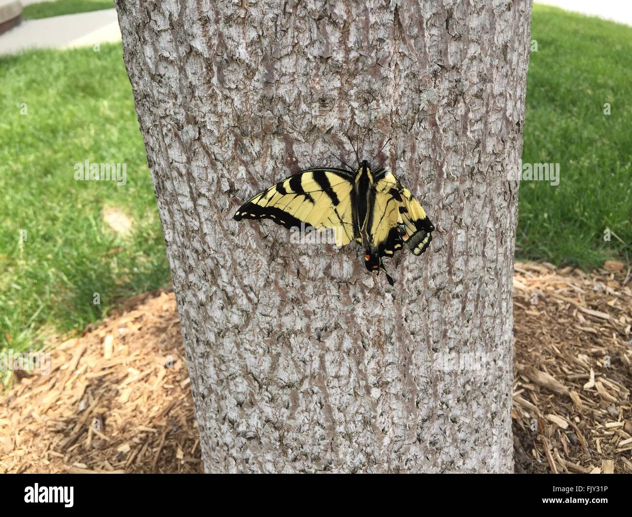 injured eastern swallowtail butterfly with damaged wing Stock Photo