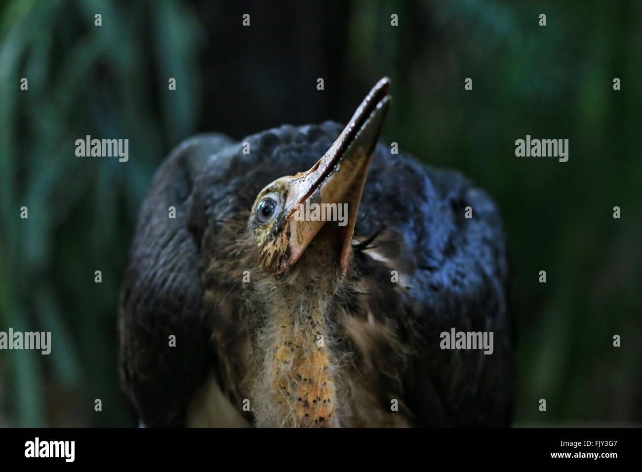 Long beak animal hi-res stock photography and images - Alamy