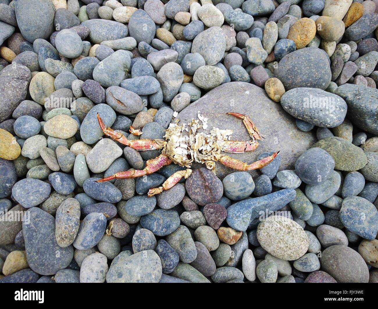 Directly Above Shot Of Dead Crab On Pebbles At Beach Stock Photo