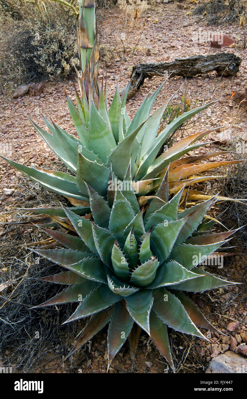 Parry’s century plant / Parry's agave / mescal agave (Agave parryi) native to Arizona, New