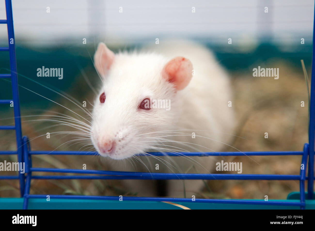 Cute pet rat Stock Photo
