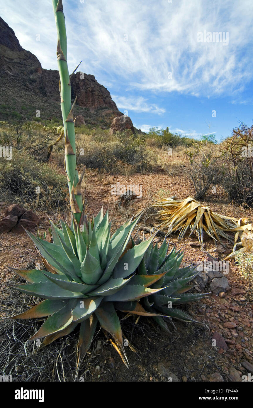 Parry’s century plant / Parry's agave / mescal agave (Agave parryi) native to Arizona, New Mexico, and northern Mexico Stock Photo