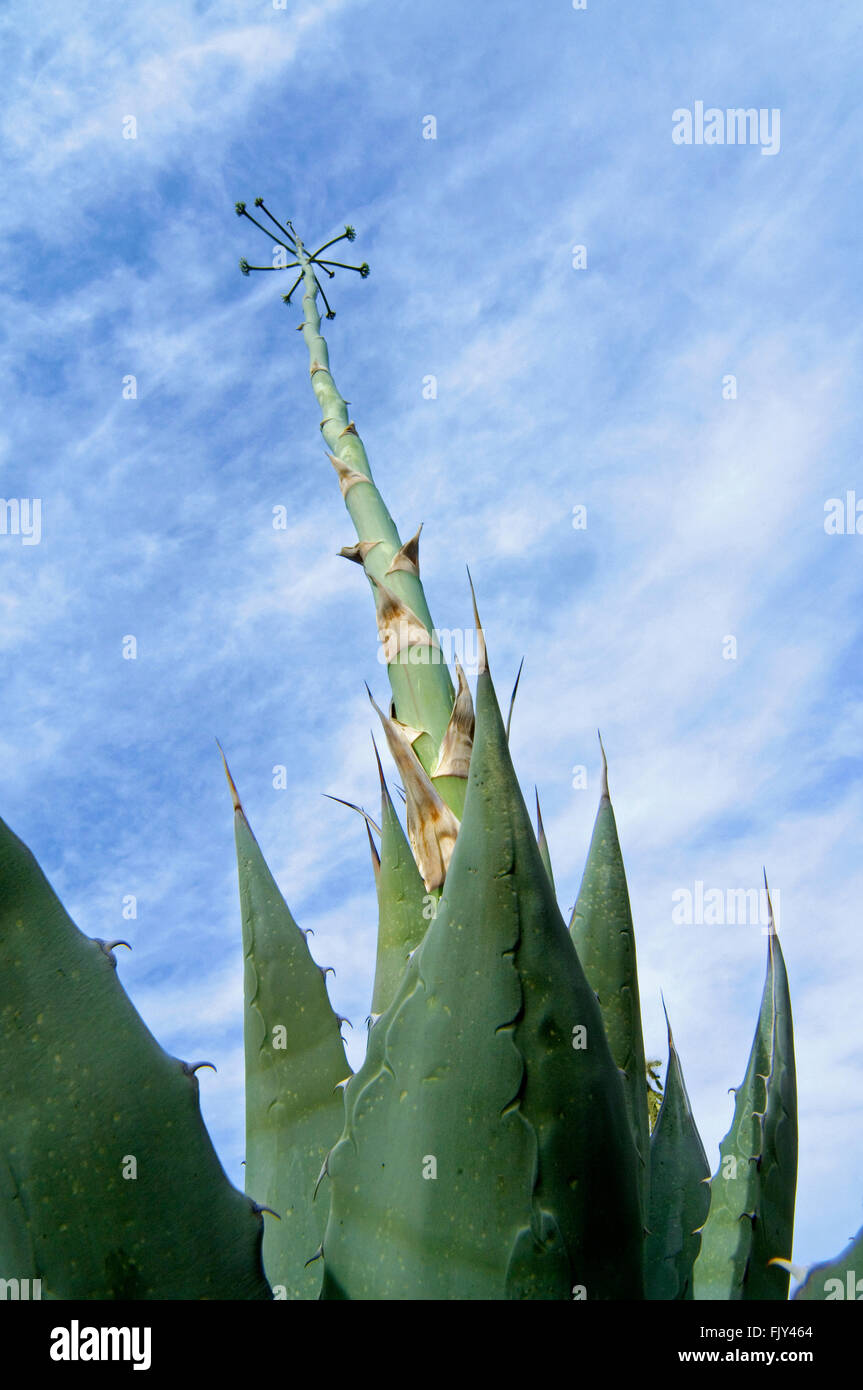 Parry’s century plant / Parry's agave / mescal agave (Agave parryi) native to Arizona, and Mexico showing spiny leaves and stalk Stock Photo