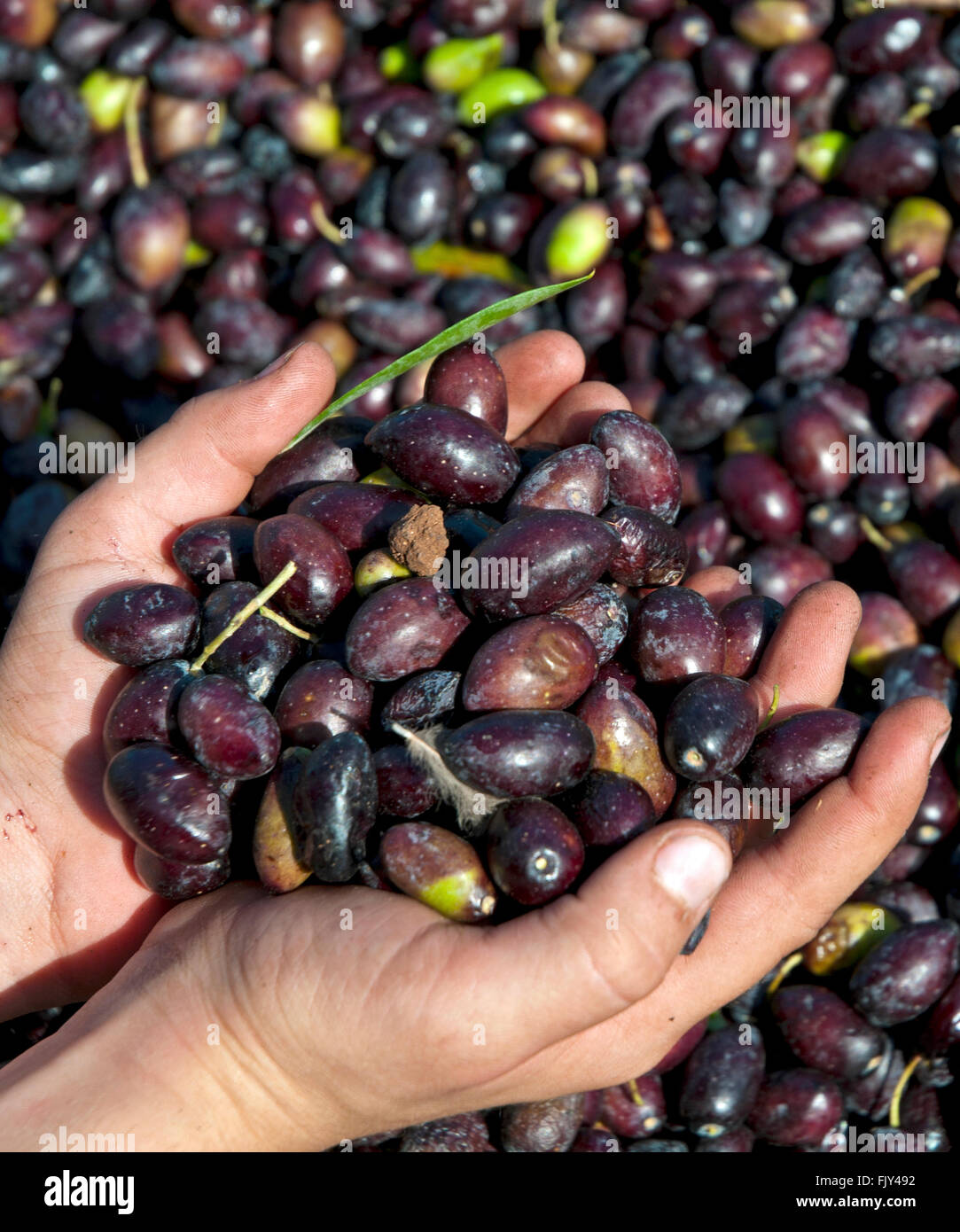 Good Handful Of Ripe Olives Hand, Flora, Gathered, Worker PNG Transparent  Image and Clipart for Free Download