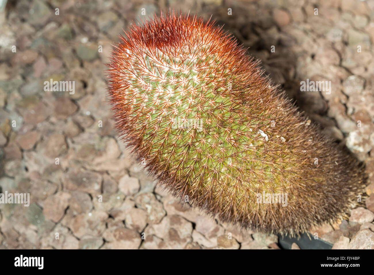 View of a spiny pincushion cactus or Mammillaria spinosissima, a type of succulent plant endemic to the central Mexico Stock Photo