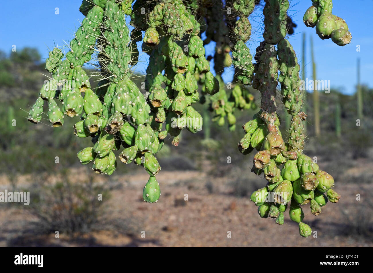 Close up of fleshy, green fruits from the hanging chain cholla / jumping cholla (Cylindropuntia fulgida / Opuntia fulgida), USA Stock Photo