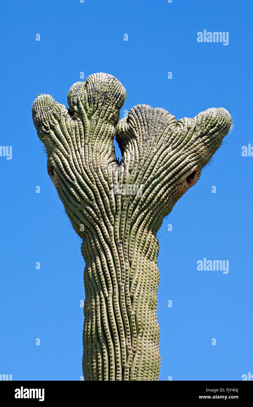 Crested Saguaro cactus (Carnegiea gigantea / Cereus giganteus deformation due to fasciation, Sonoran desert, Arizona, USA Stock Photo