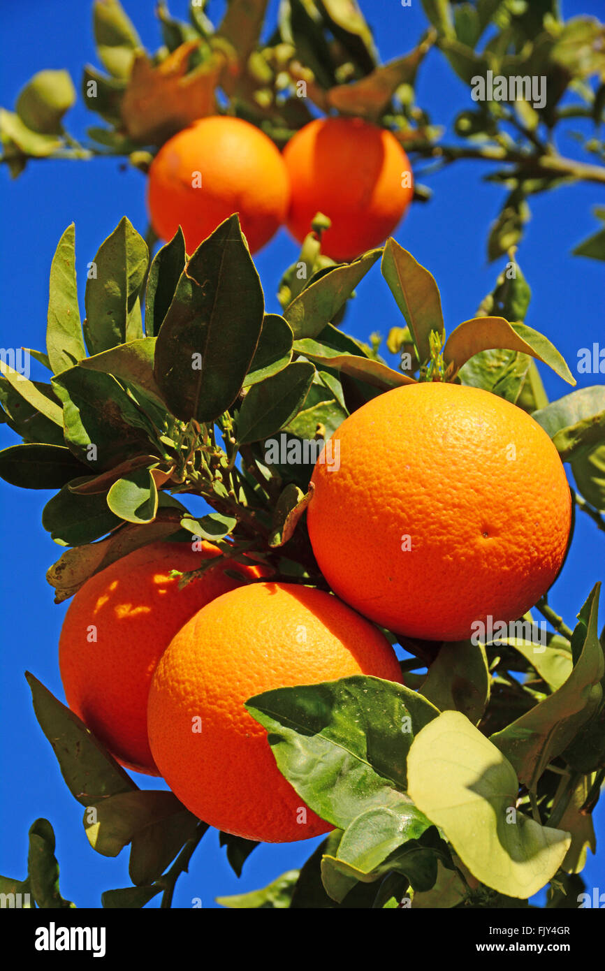 Oranges on tree Stock Photo Alamy