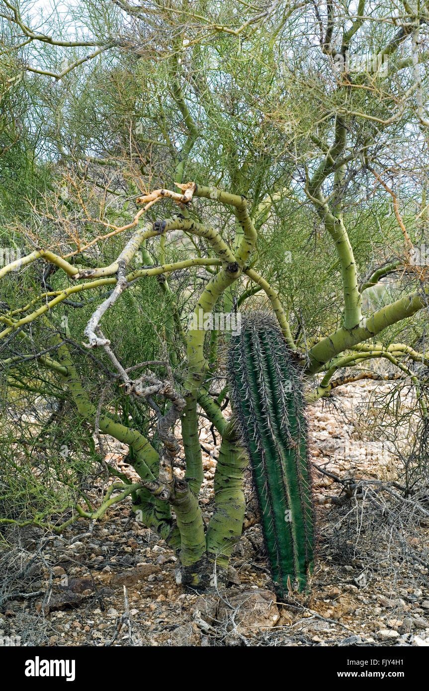Saguaro cactus growing through branches of foothill palo verde serving as nurse tree by providing shade and protection, Arizona Stock Photo