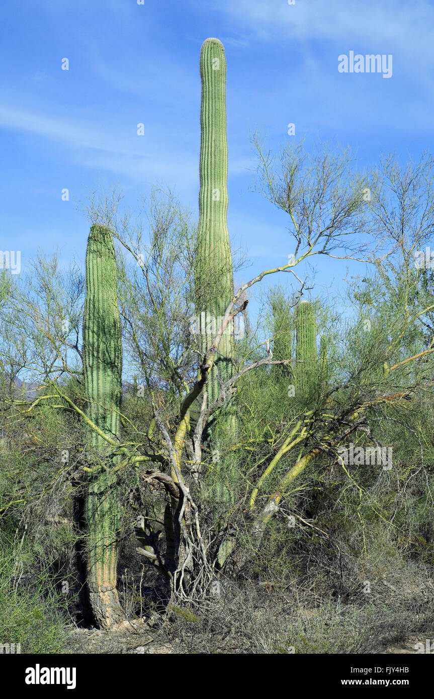 Little saguaro cactus fotografías e imágenes de alta resolución - Alamy