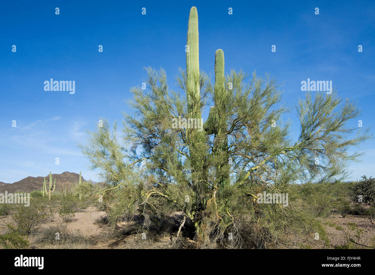 Saguaro cacti growing through branches of foothill palo verde serving as nurse tree by providing shade and protection, Arizona Stock Photo
