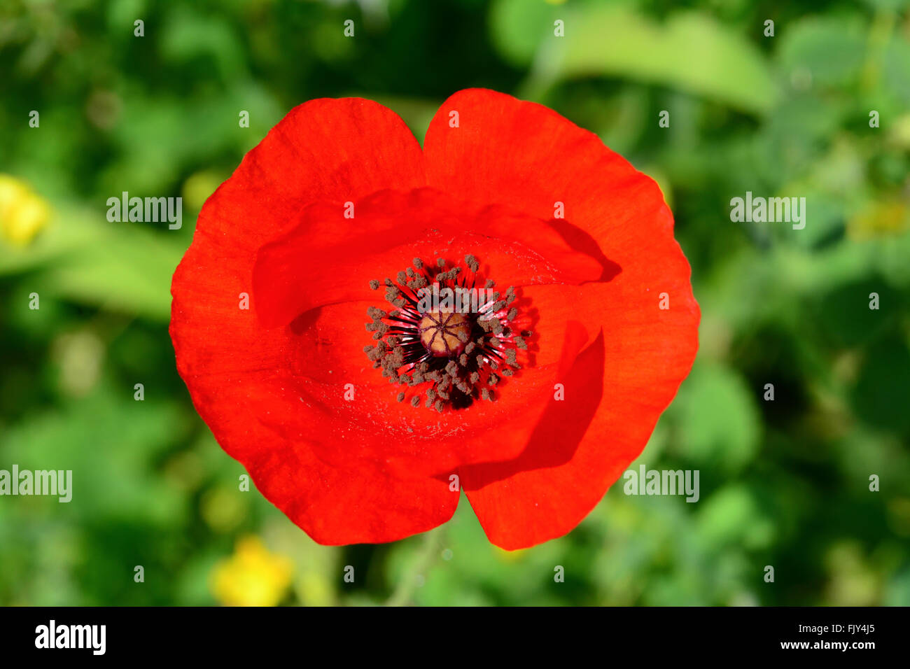 Poppy seed head from hi-res stock photography and images - Alamy