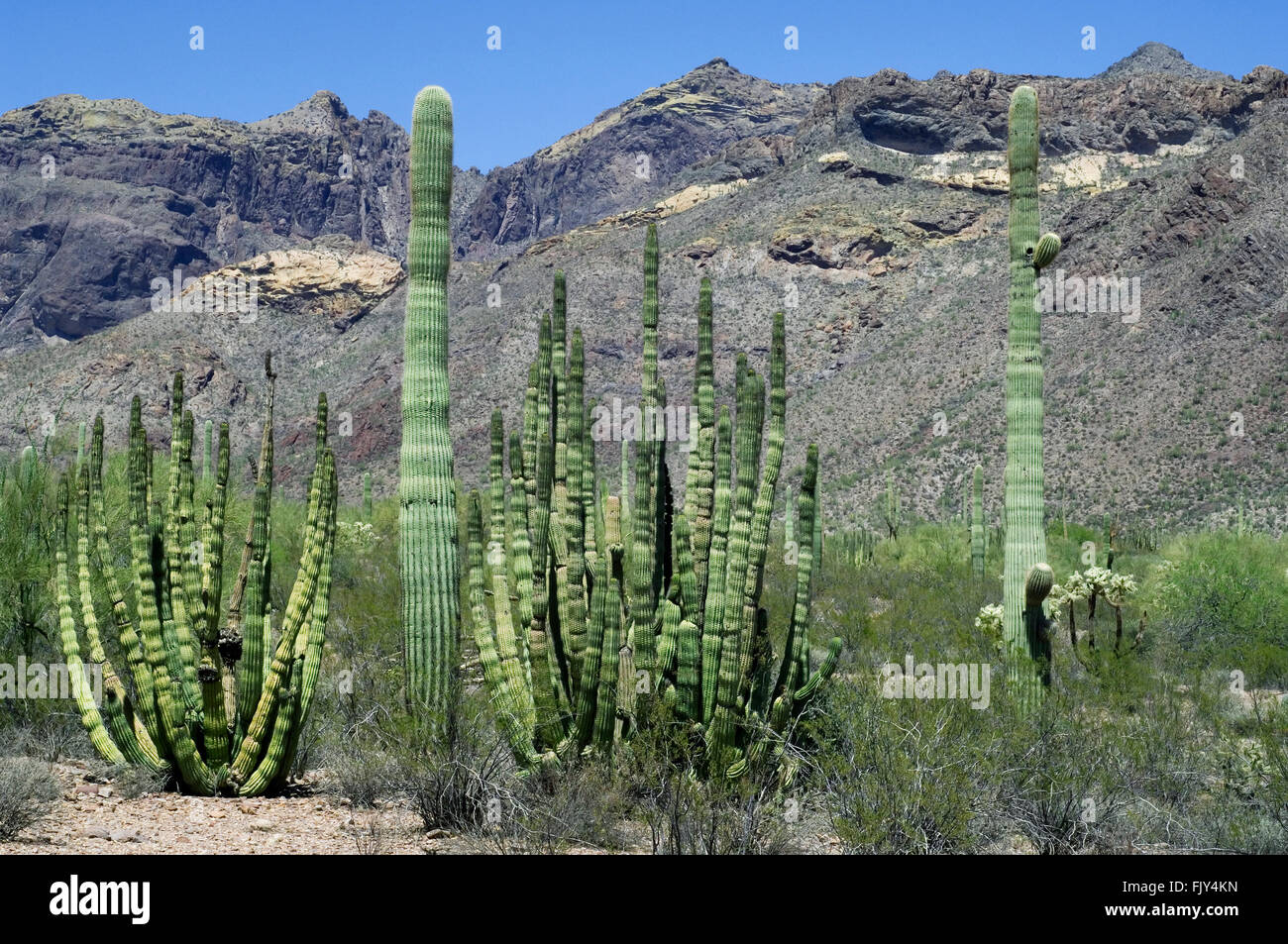 Saguaro cactus (Carnegiea gigantea) and organ pipe cacti (Stenocereus thurberi), Sonoran desert, Arizona, USA Stock Photo