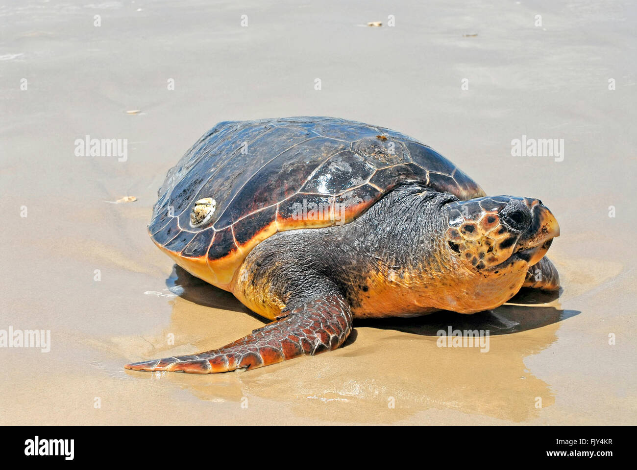 loggerhead sea turtle, Caretta caretta Stock Photo