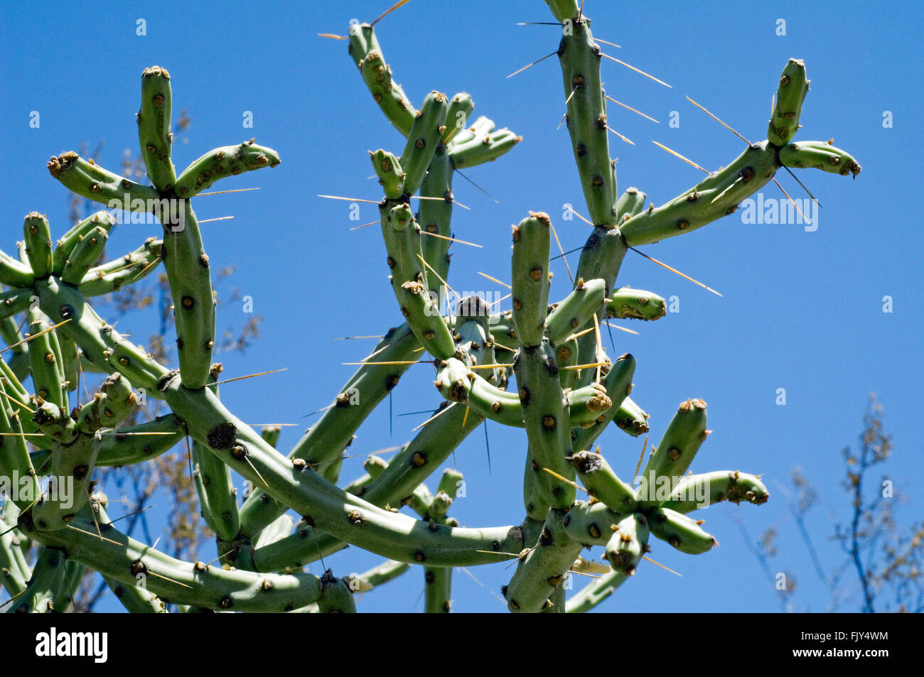 Pencil cholla / chollita / chumbera (Cylindropuntia arbuscula / Opuntia arbuscula), Sonoran desert, Arizona, USA Stock Photo