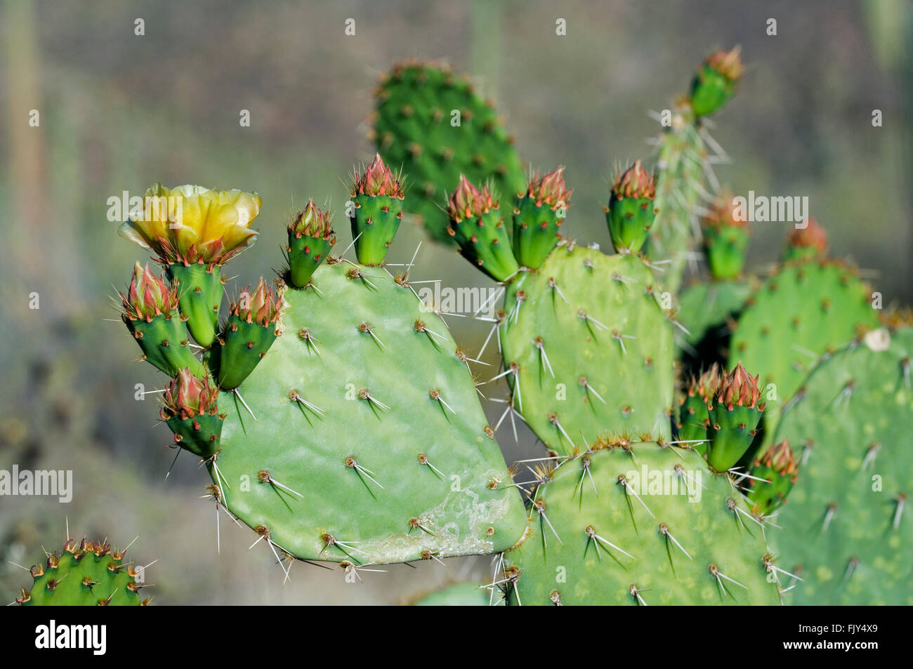 Engelmann's prickly pear / cow's tongue cactus (Opuntia engelmannii) pads in flower in spring, Sonoran desert, Arizona, USA Stock Photo