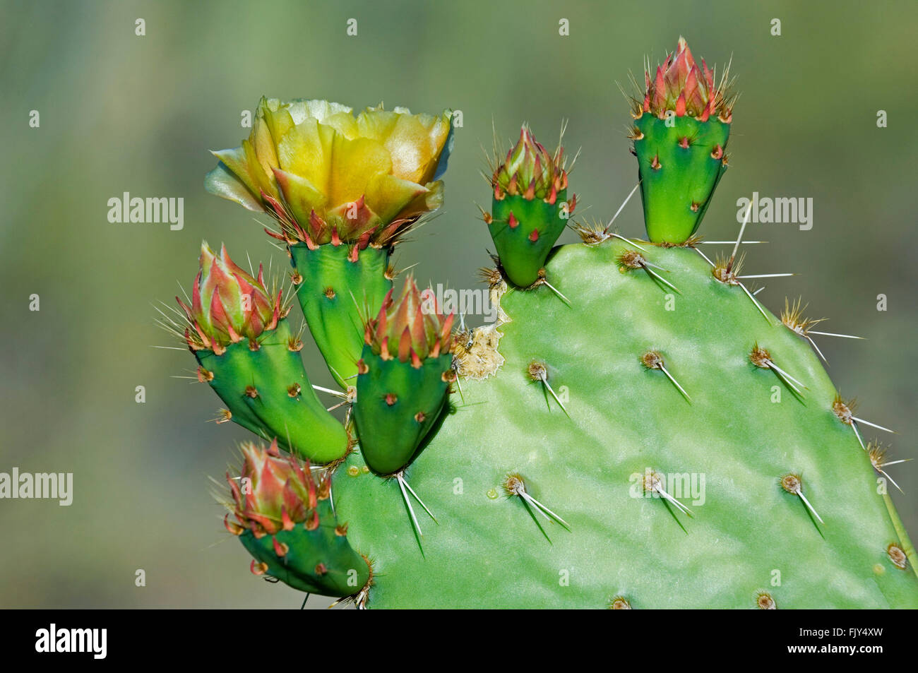 Engelmann's prickly pear / cow's tongue cactus (Opuntia engelmannii) close up of flower and buds in spring, Sonoran desert, USA Stock Photo