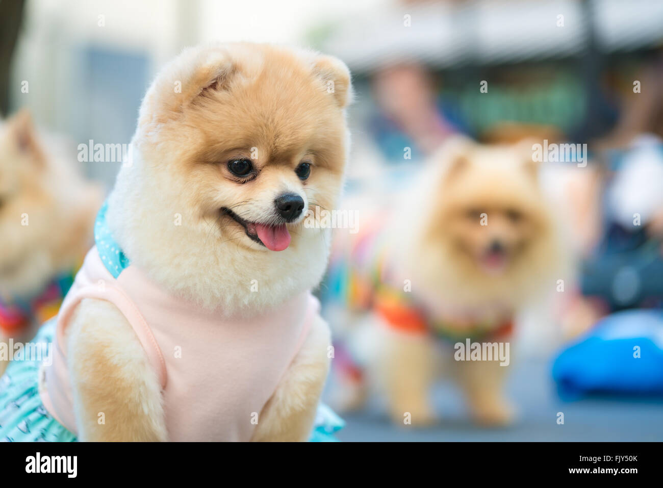 Cute pomeranian dog in fashionable clothes Stock Photo