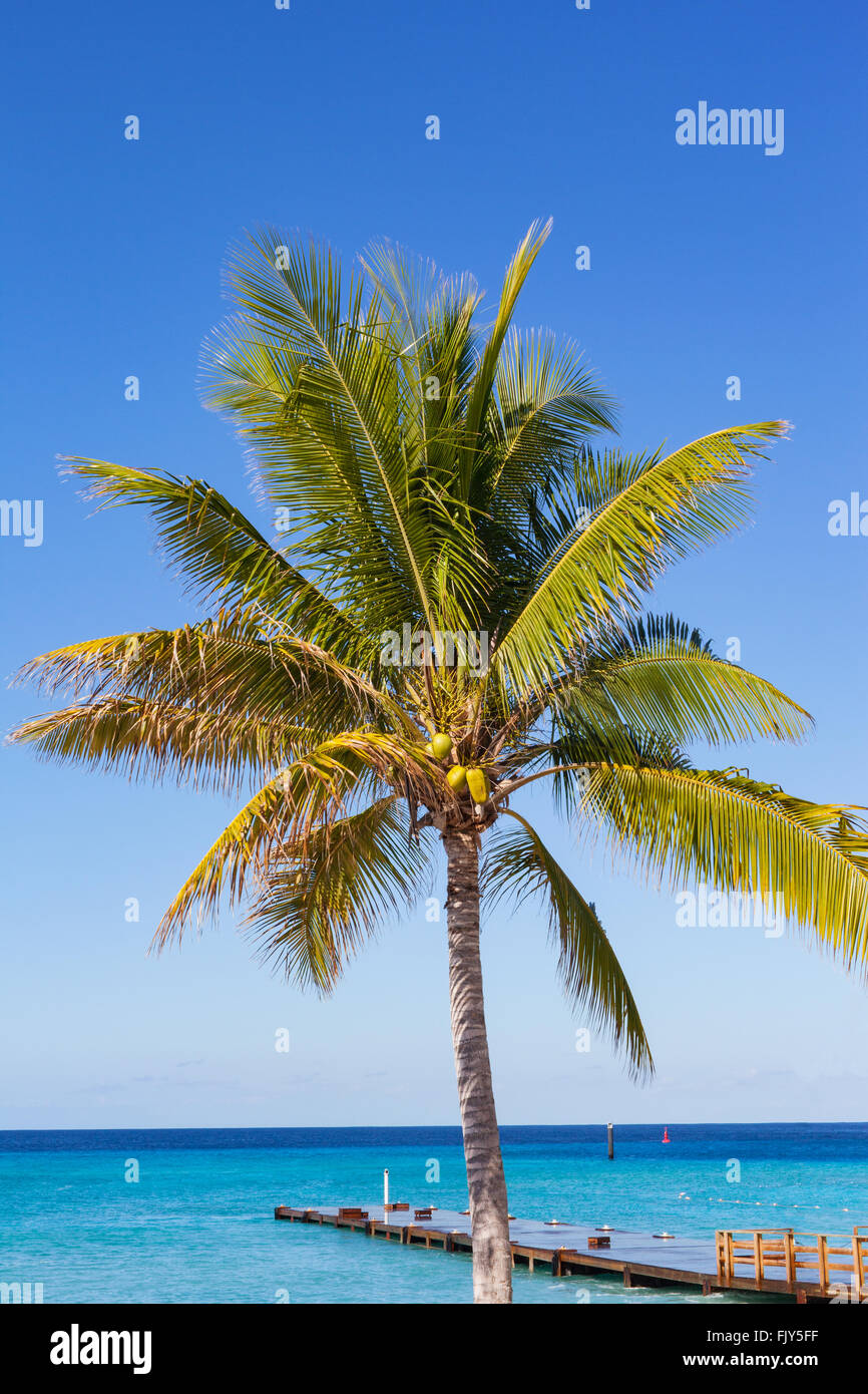 A coconut palm tree at Grand Turk, Turks and Caicos, British West Indies in the Caribbean Stock Photo