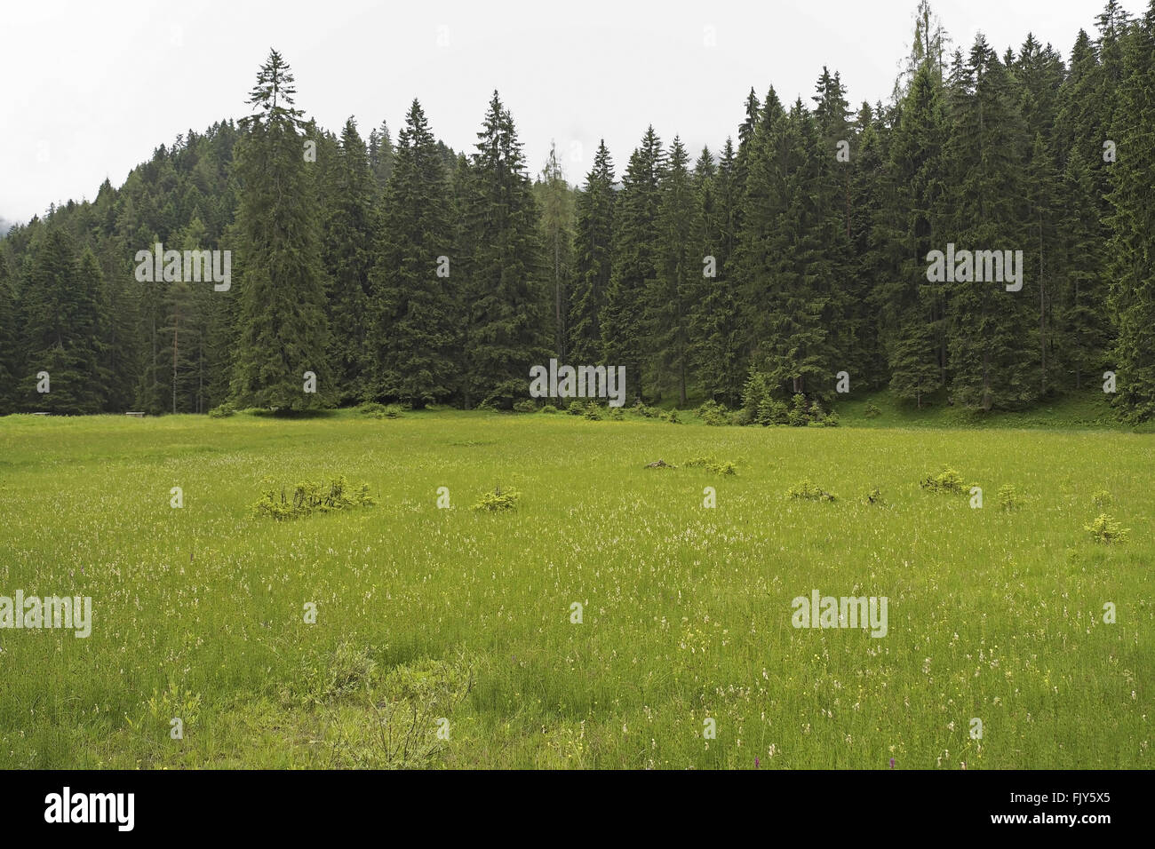 Conifer forest seen over wetland, near Biberwier, Austrian Alps, Austria. Stock Photo