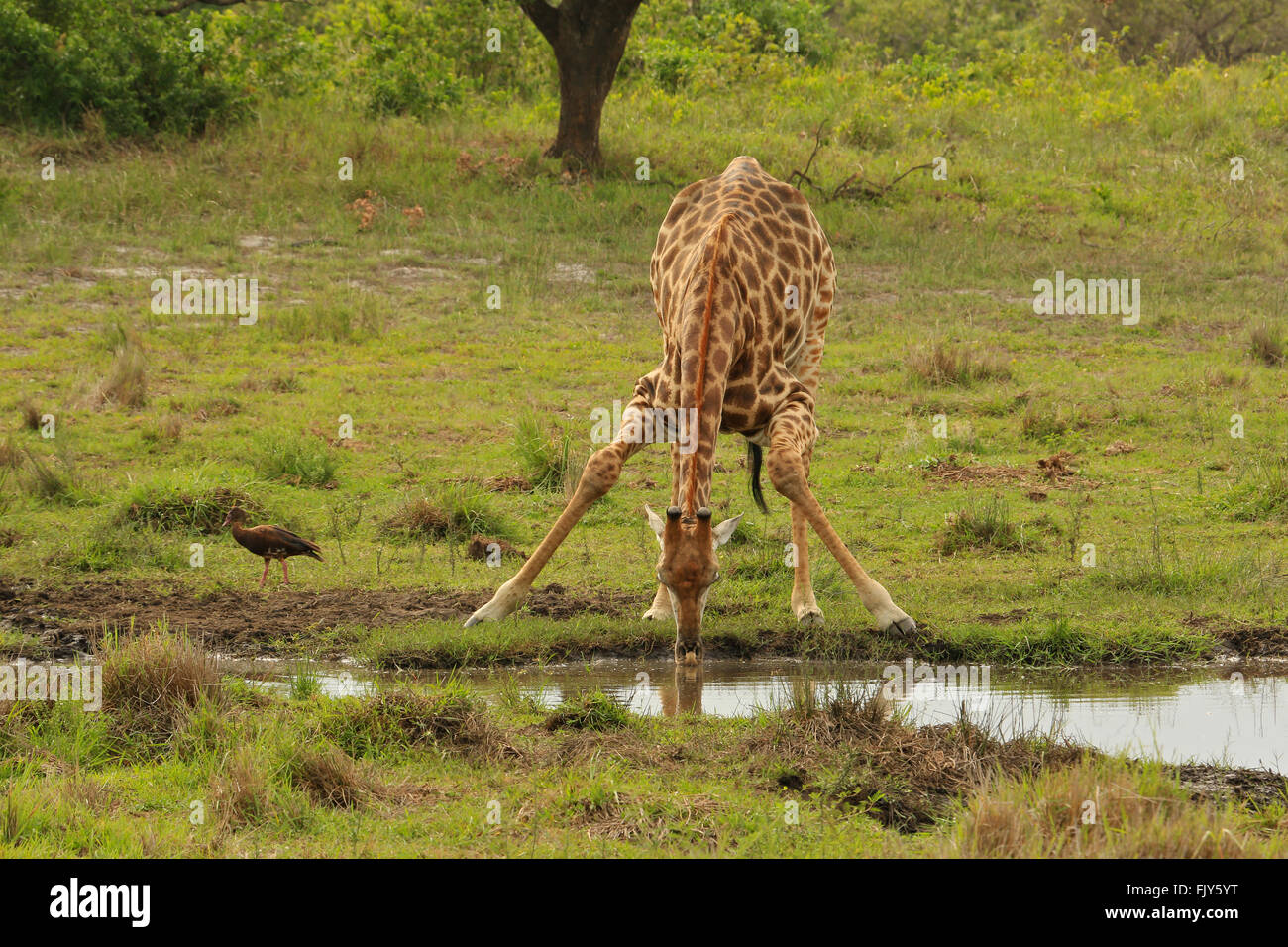 Giraffe at drinking pool South Africa Stock Photo