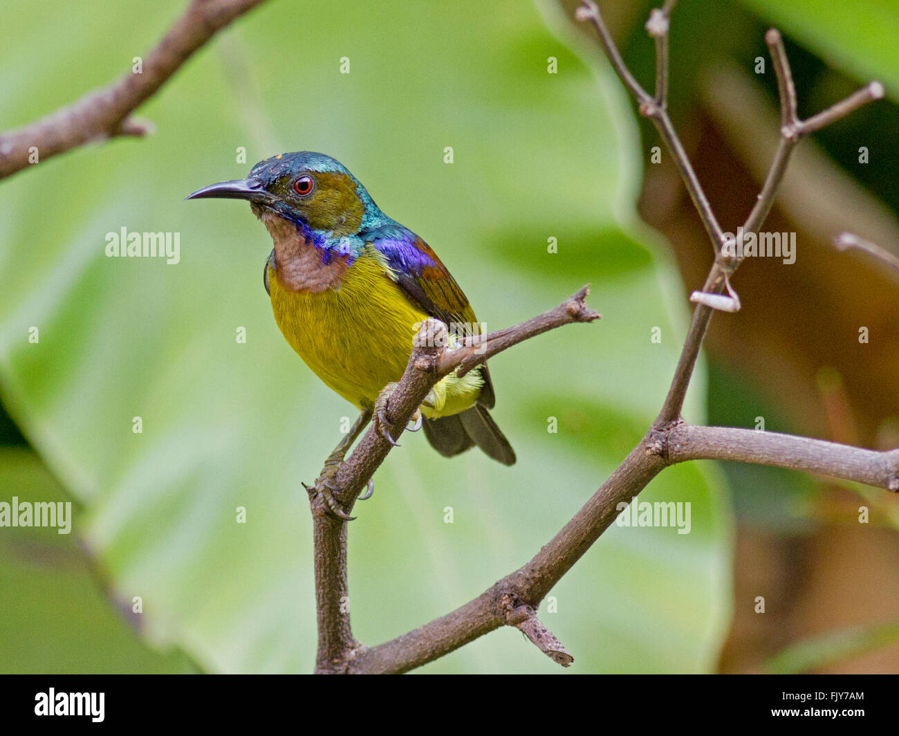 A male Brown-throated Sunbird on a branch in a garden in the outskirts of Bangkok, Thailand Stock Photo