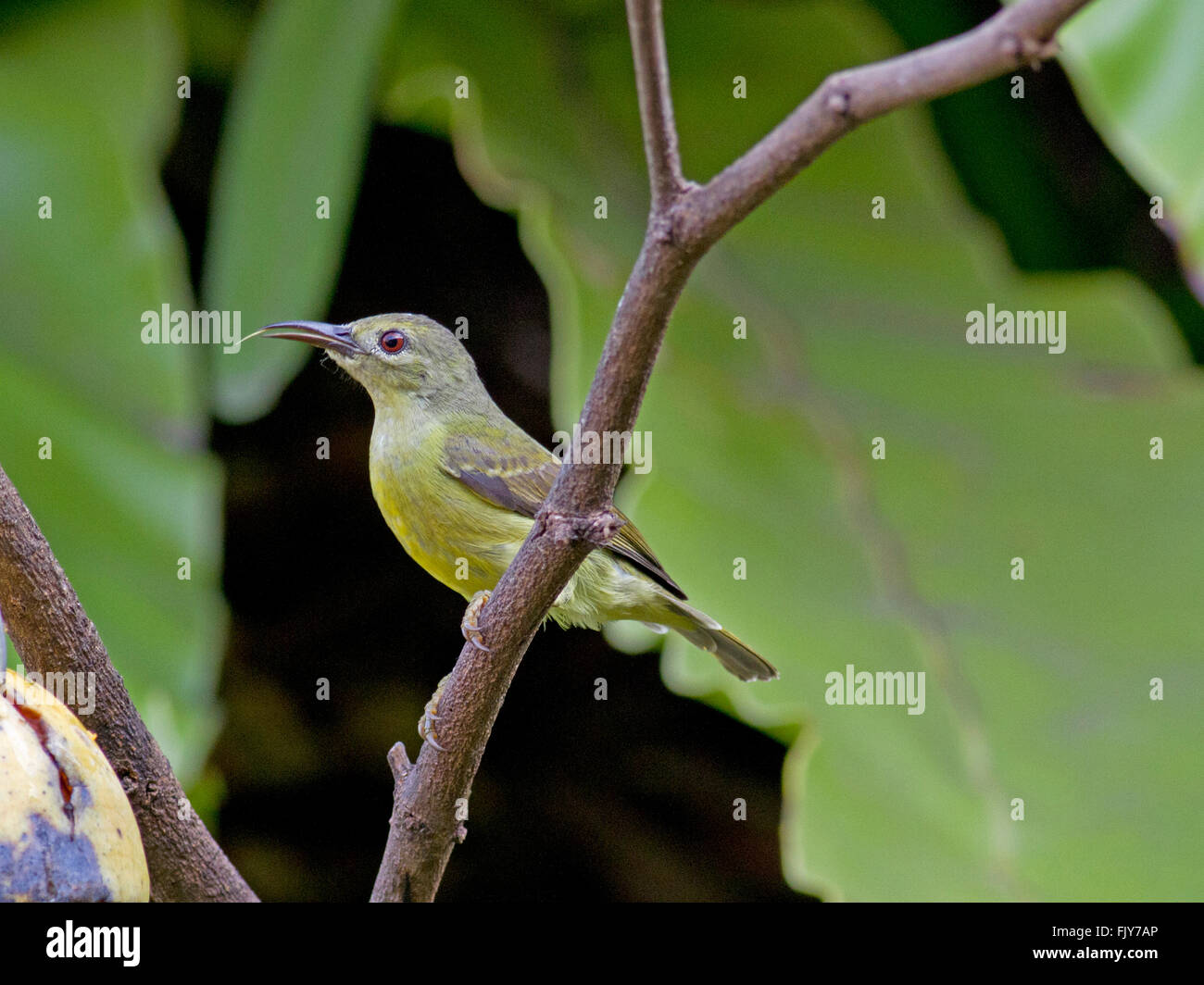 A female Brown-throated Sunbird on a branch in a garden in the outskirts of Bangkok, Thailand Stock Photo