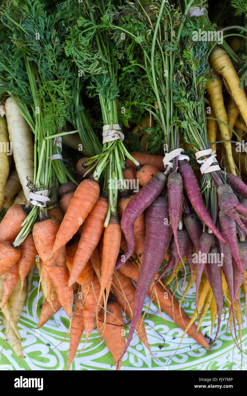 Colorful, freshly picked carrots with greens Stock Photo