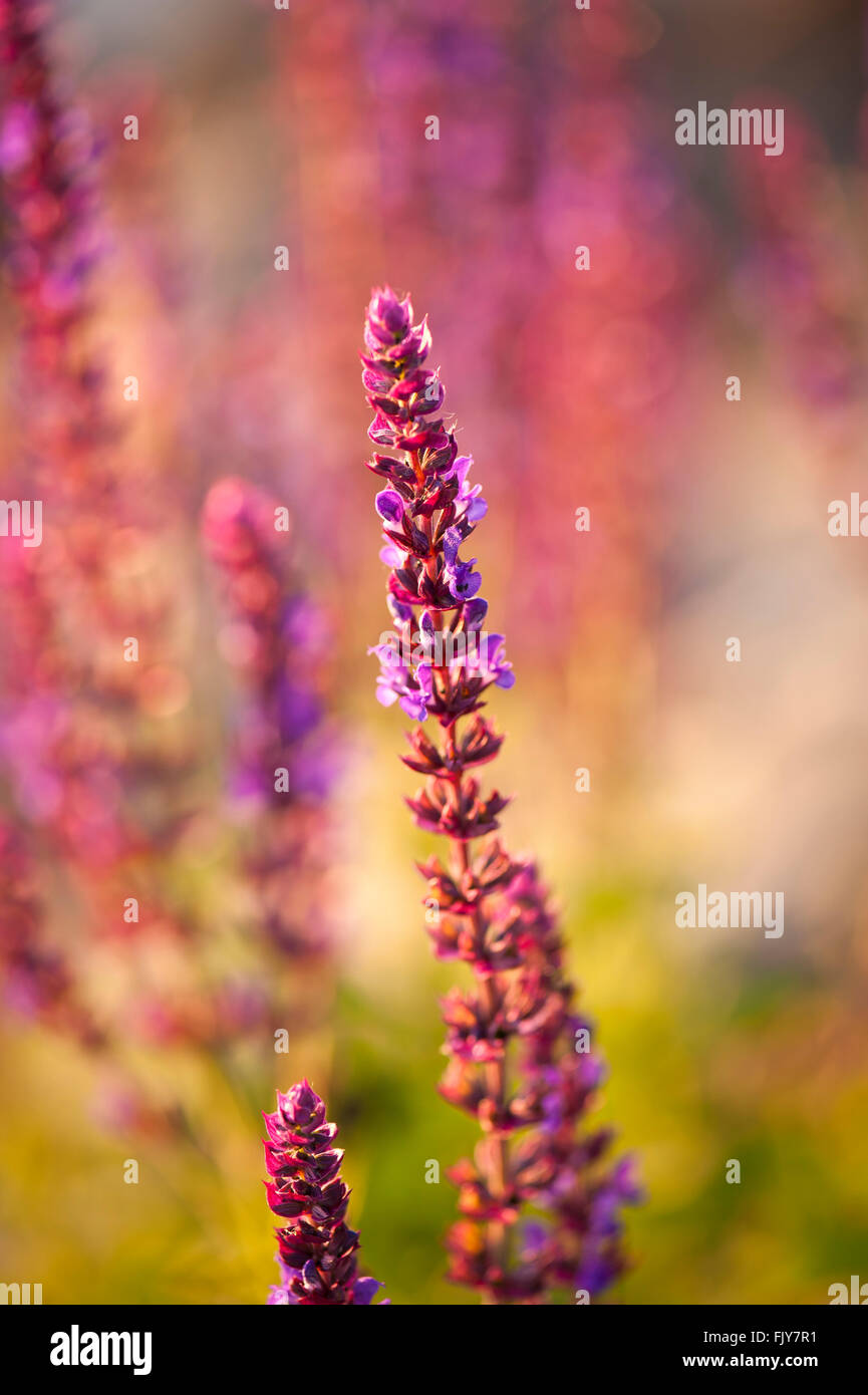 Wildflowers pink purple hi-res stock photography and images - Alamy
