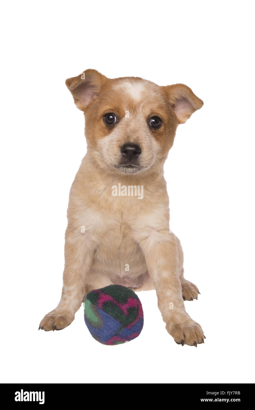 Australian cattle dog pup with ball ready to play isolated on white Stock Photo