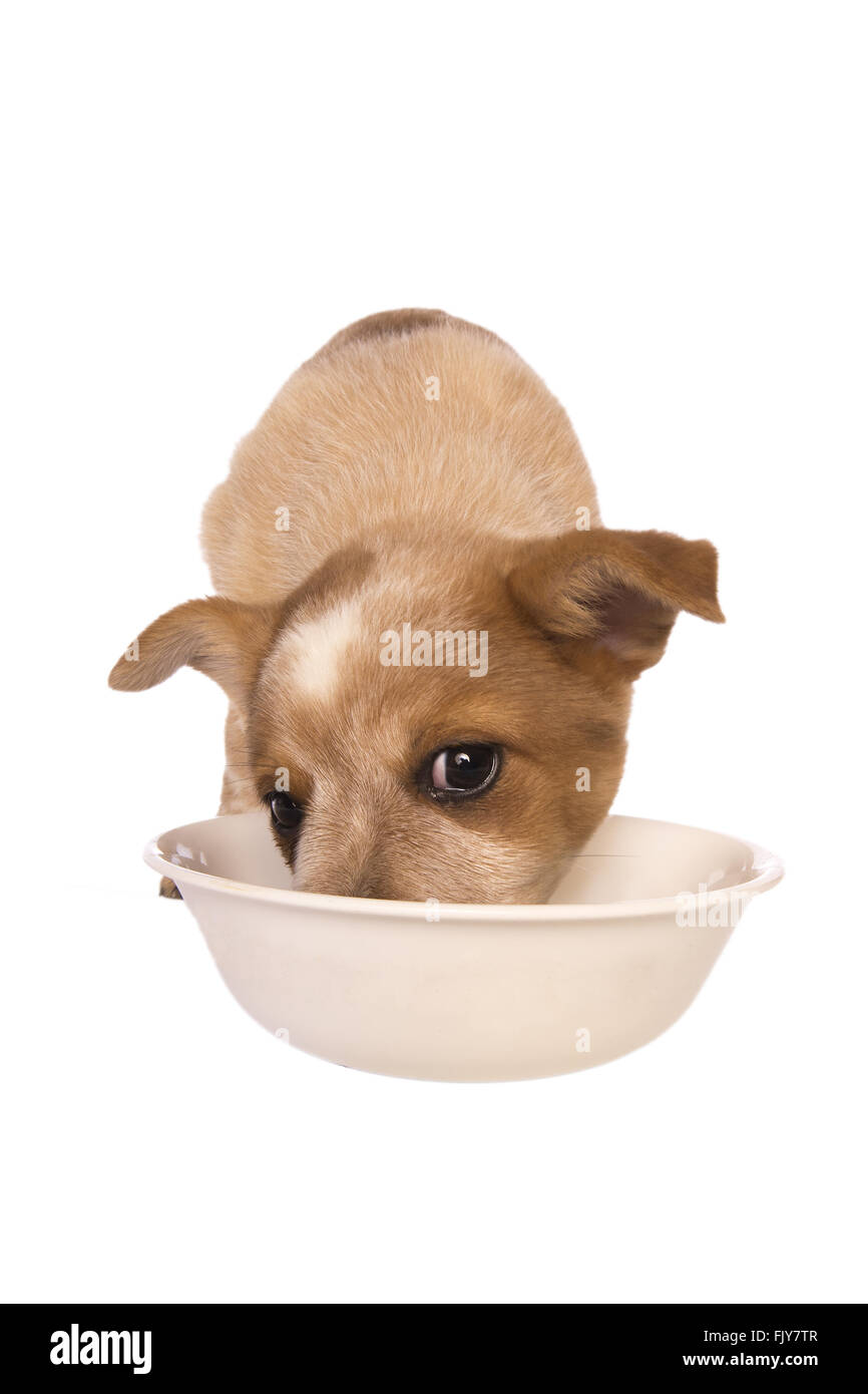 Australian cattle dog puppy eating out of white bowl isolated on white background Stock Photo