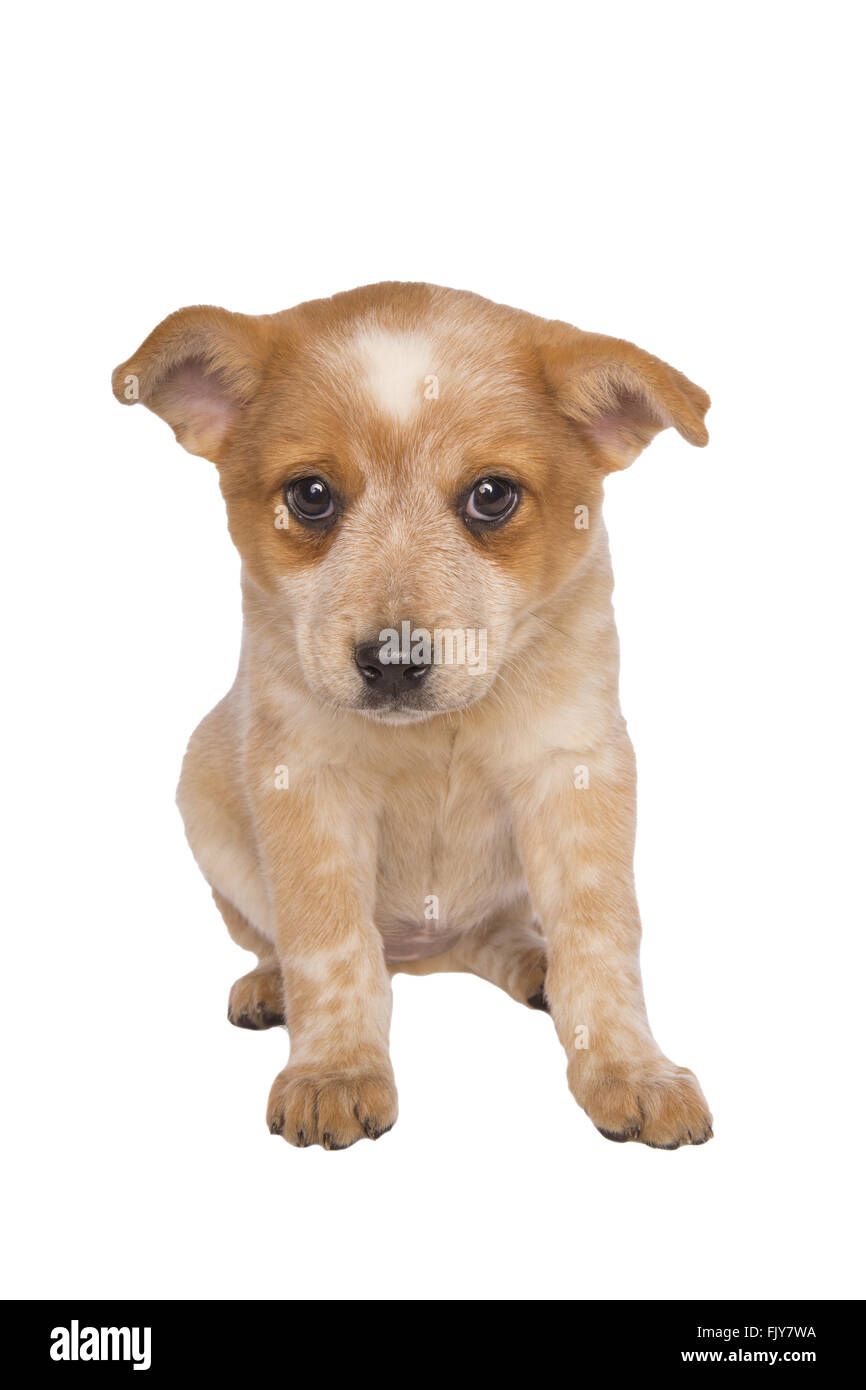 Australian cattle dog pup looking sad isolated on white background Stock Photo