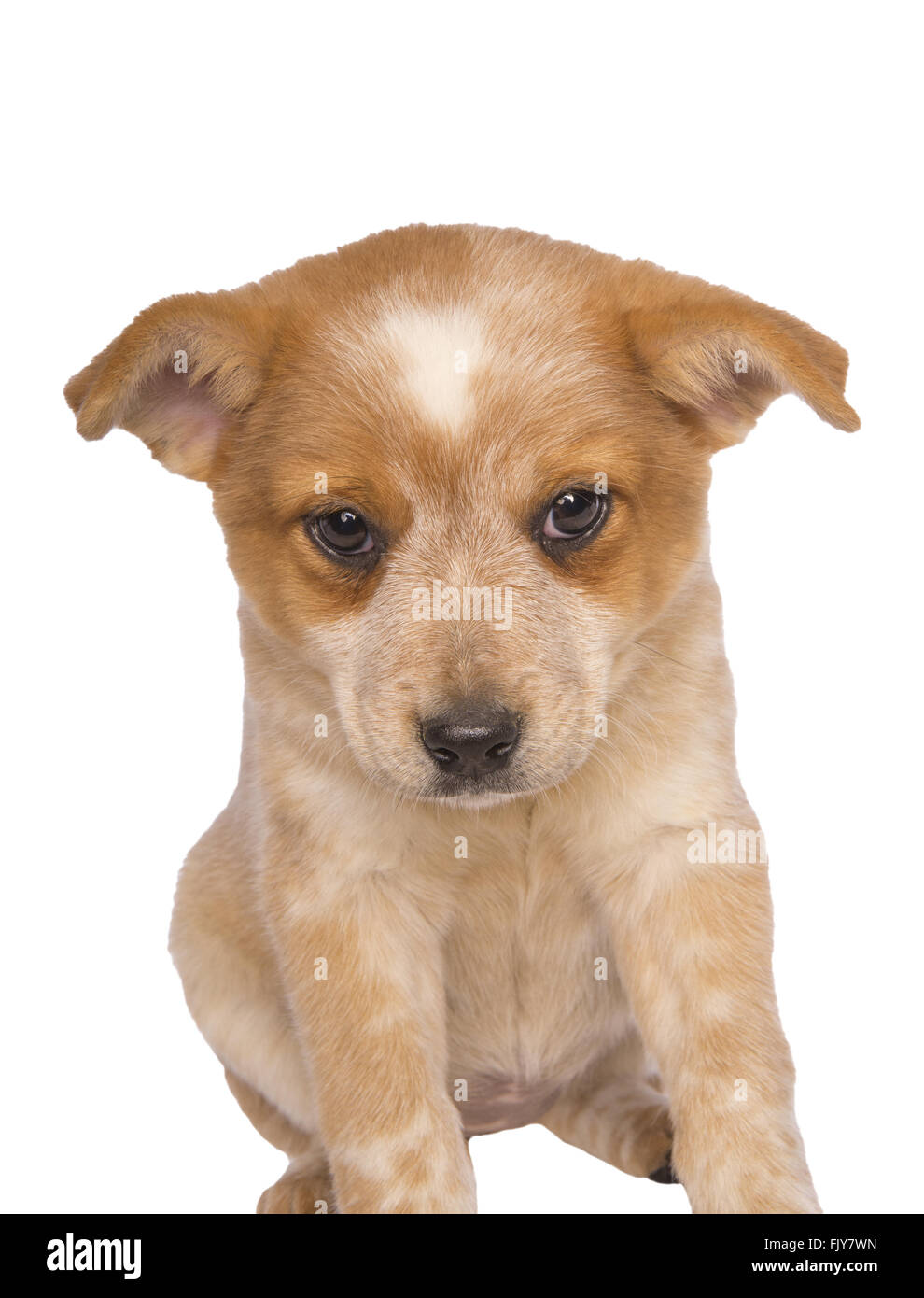 Australian cattle dog pup looking sad isolated on white background Stock Photo