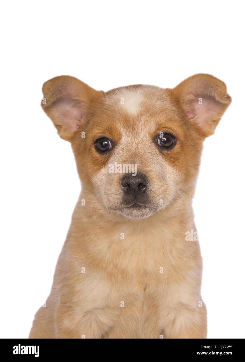 Australian cattle dog pup head shot isolated on white Stock Photo