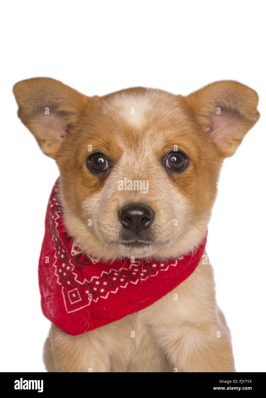 Australian cattle dog pup head shot wearing bandanna scarf isolated Stock Photo