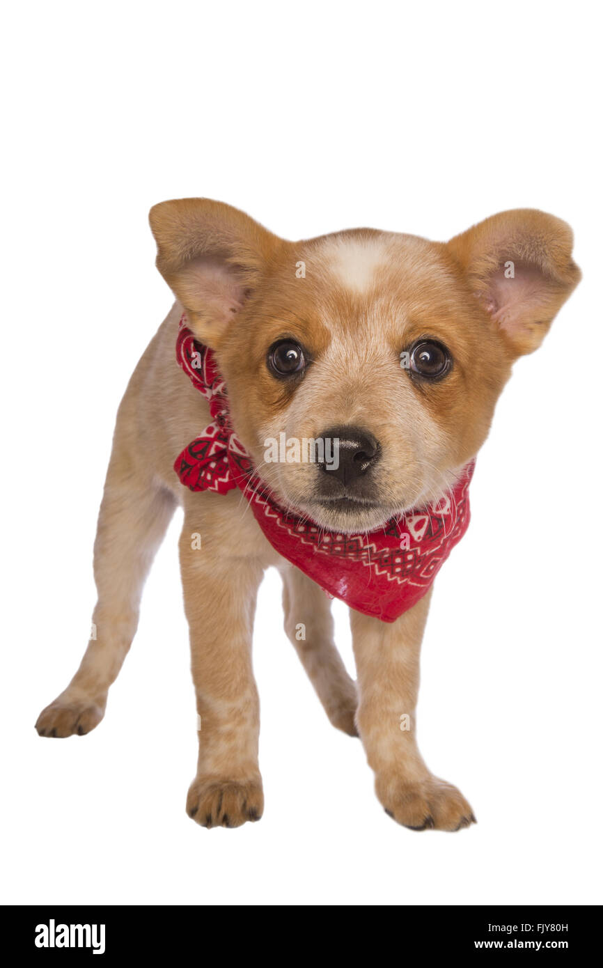 Australian cattle dog pup wearing bandanna scarf isolated Stock Photo