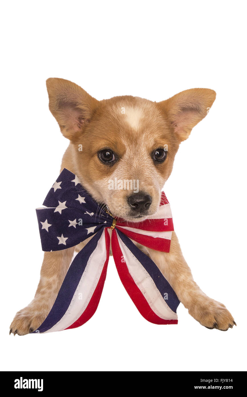 Patriotic Australian cattle dog puppy wearing red white and blue bow tie isolated on white background Stock Photo
