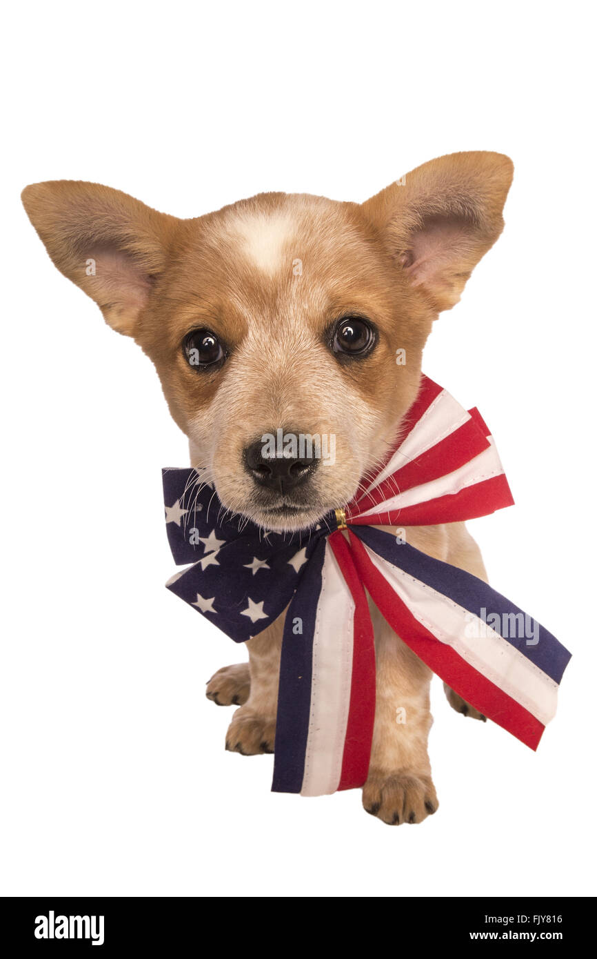 Patriotic Australian cattle dog puppy wearing red white and blue bow tie isolated on white background Stock Photo