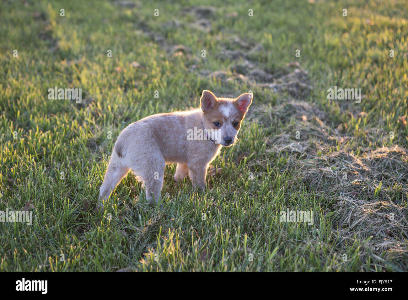 Australian cattle dog pup in grassy field with sun shinning in the background Stock Photo