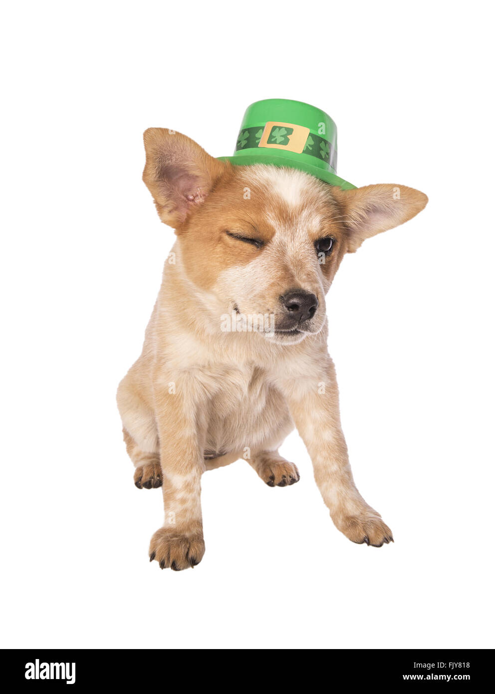 Australian cattle dog puppy with Saint Patrick's Day hat isolated on white Stock Photo