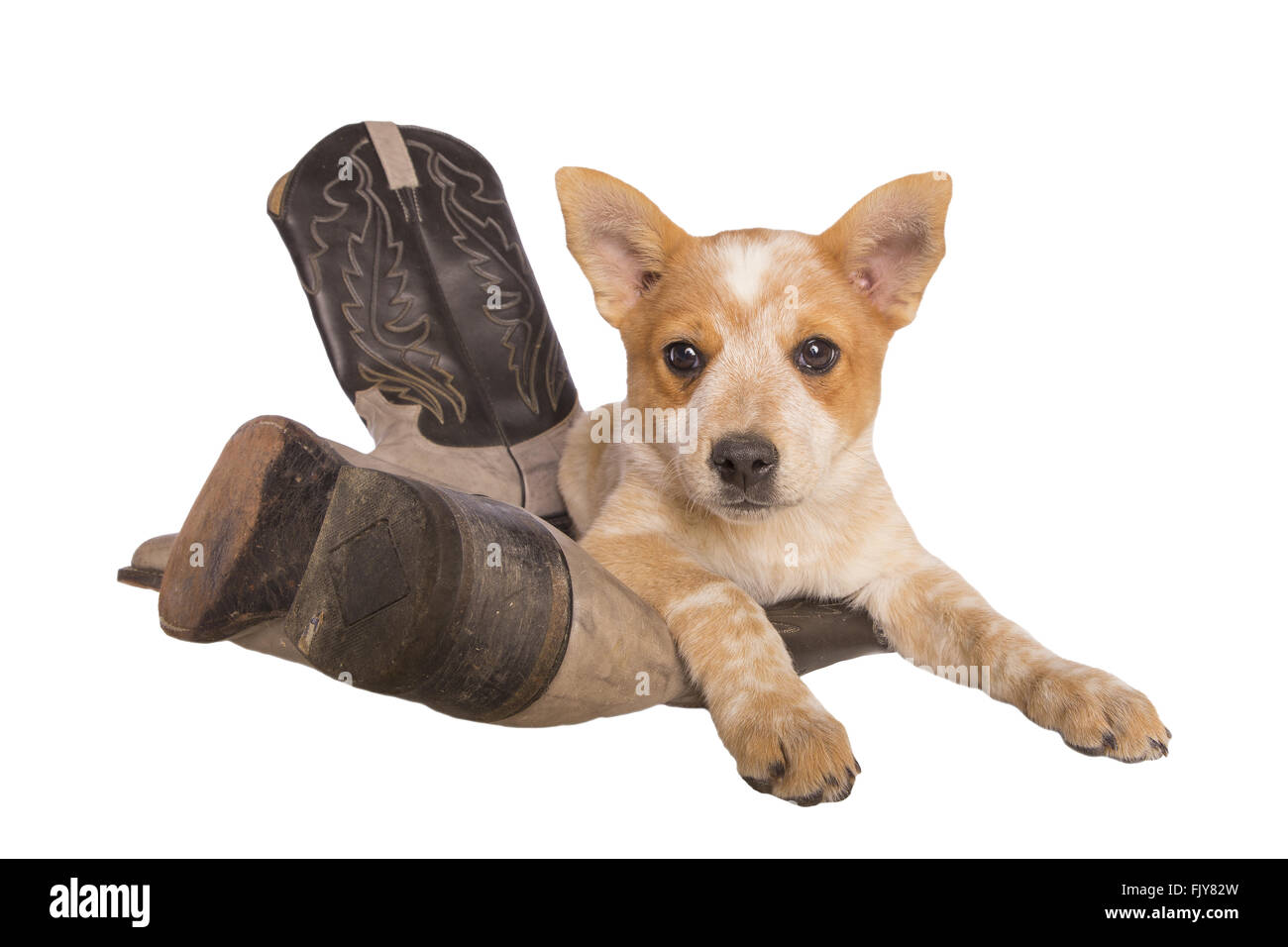 Australian cattle dog puppy lying on cowboy boots isolated on white Stock  Photo - Alamy