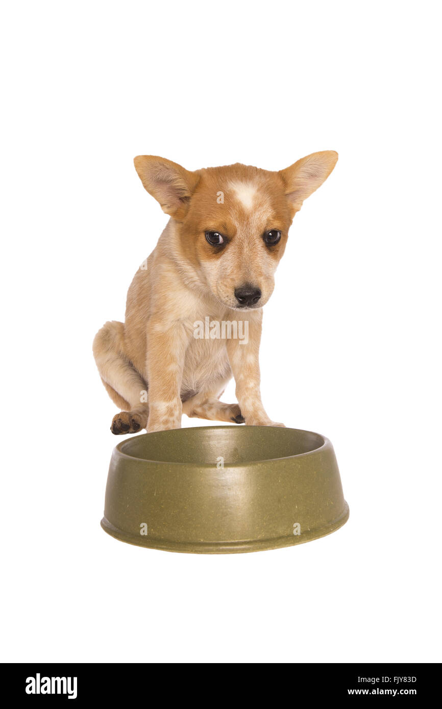Australian cattle dog puppy looking sad waiting for food isolated on white Stock Photo