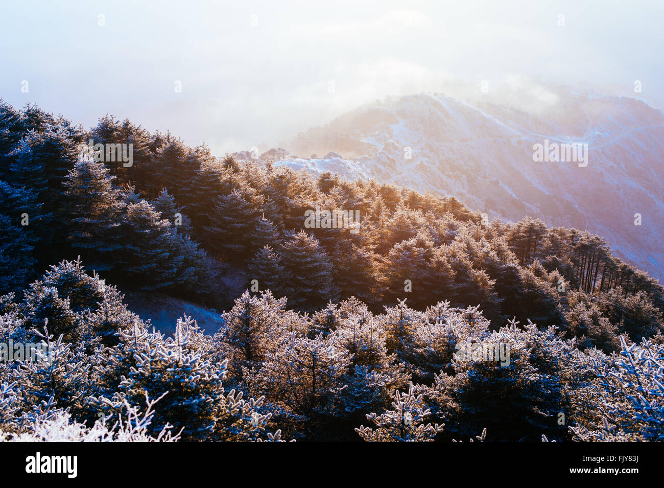 Sunrise looking towards Everest from Sandakphu, the highest point on the Singalila Ridge on the border of West Bengal and Nepal. Stock Photo