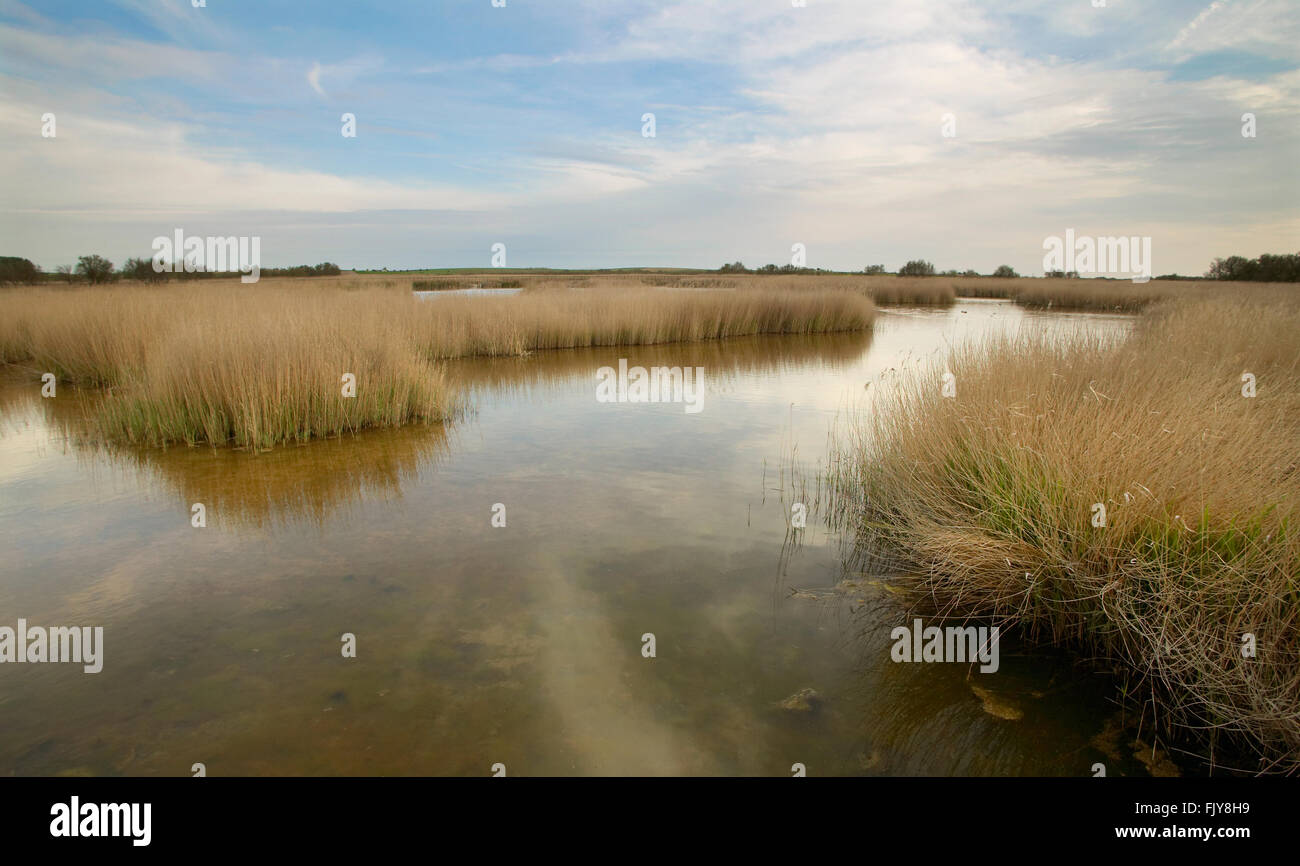 Wetland landscape. Tablas de Daimiel. Ciudad Real. Spain. Horizontal Stock Photo Alamy