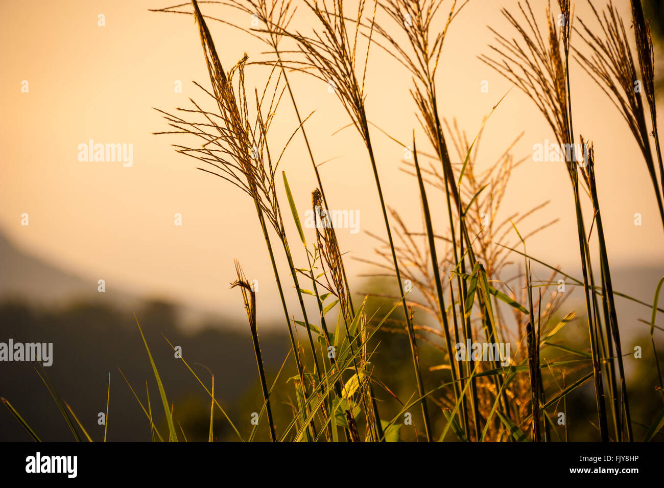 Tall stalks of grass illuminated by the rising sun in the mountains of Asheville, North Carolina. Stock Photo