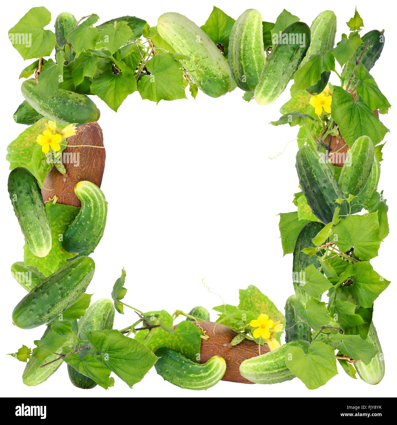 cucumber plant clipart borders