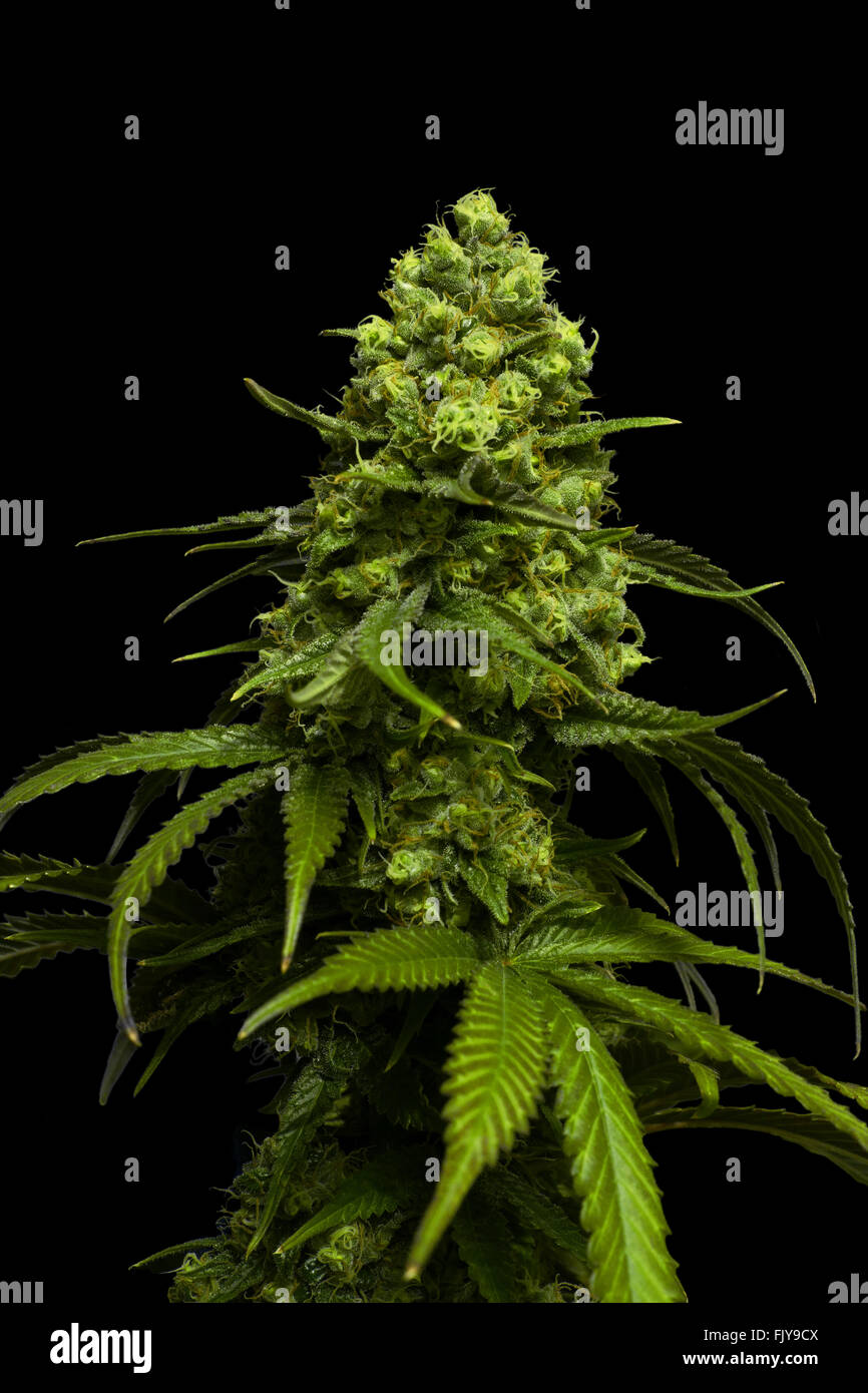 Big Marijuana Bud Growing on Cannabis Plant Isolated with Black Background Stock Photo
