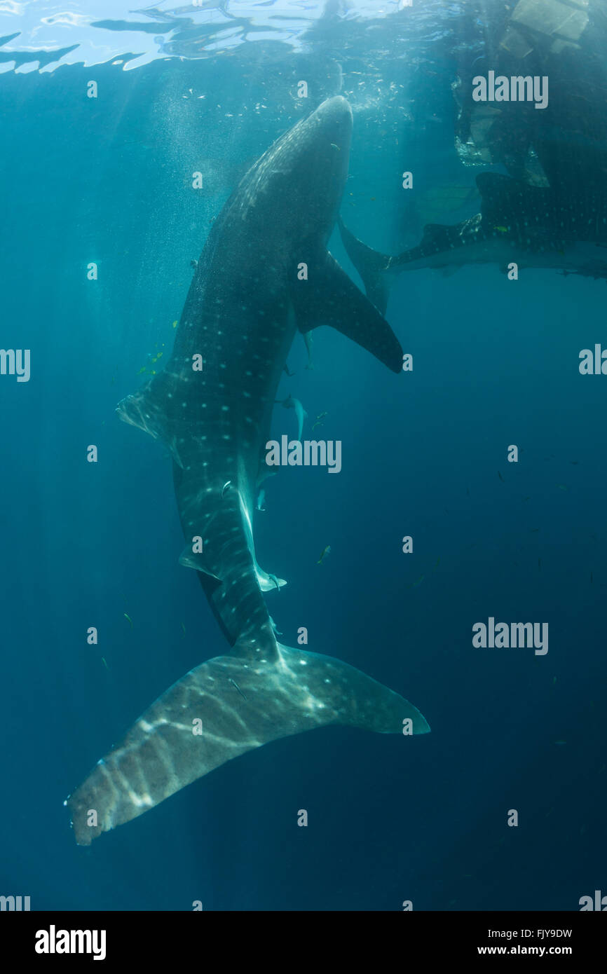 Whale shark near a fishing device called 'Bagan'. Bagans are large stationary anchored ourigger boats that have a net spanning f Stock Photo