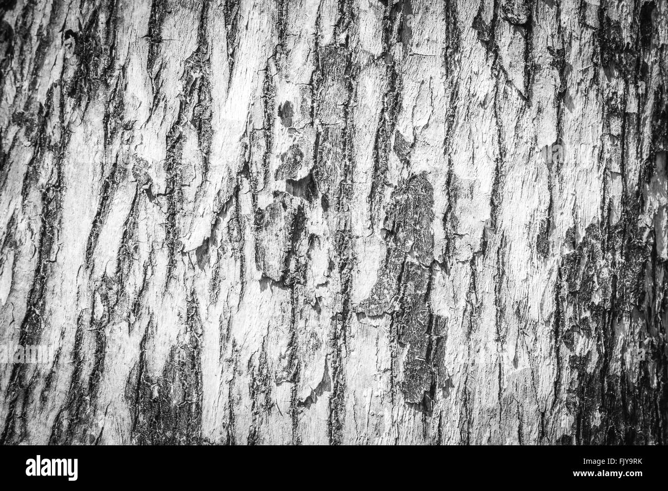 wood bark background Stock Photo