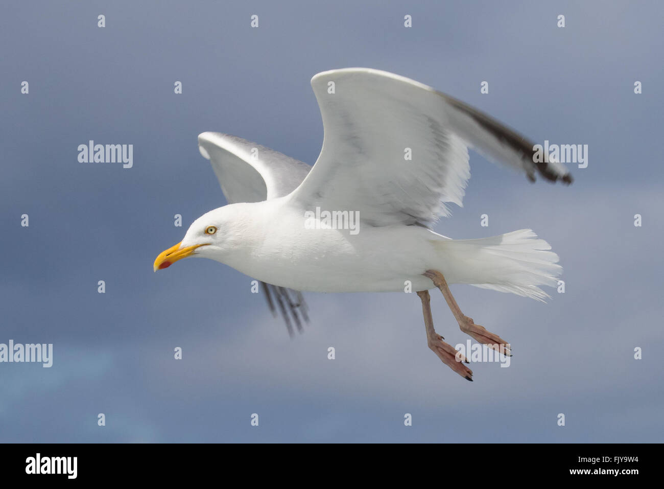 Herring Gull in flight from Isles of Scilly pelagic trip Stock Photo